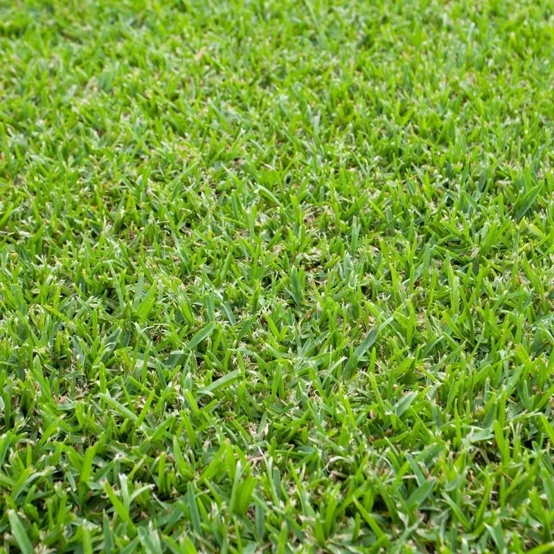 Sir Grange (Zoysia) Turf