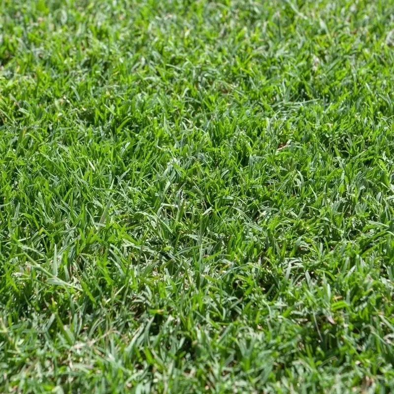 Nullarbor Couch Turf