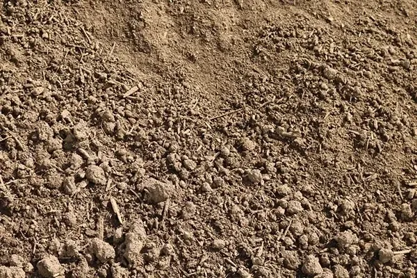 Garden Mix (organic)