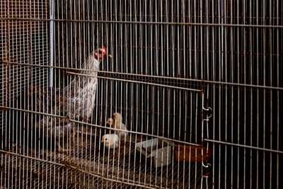 Mère poule captive