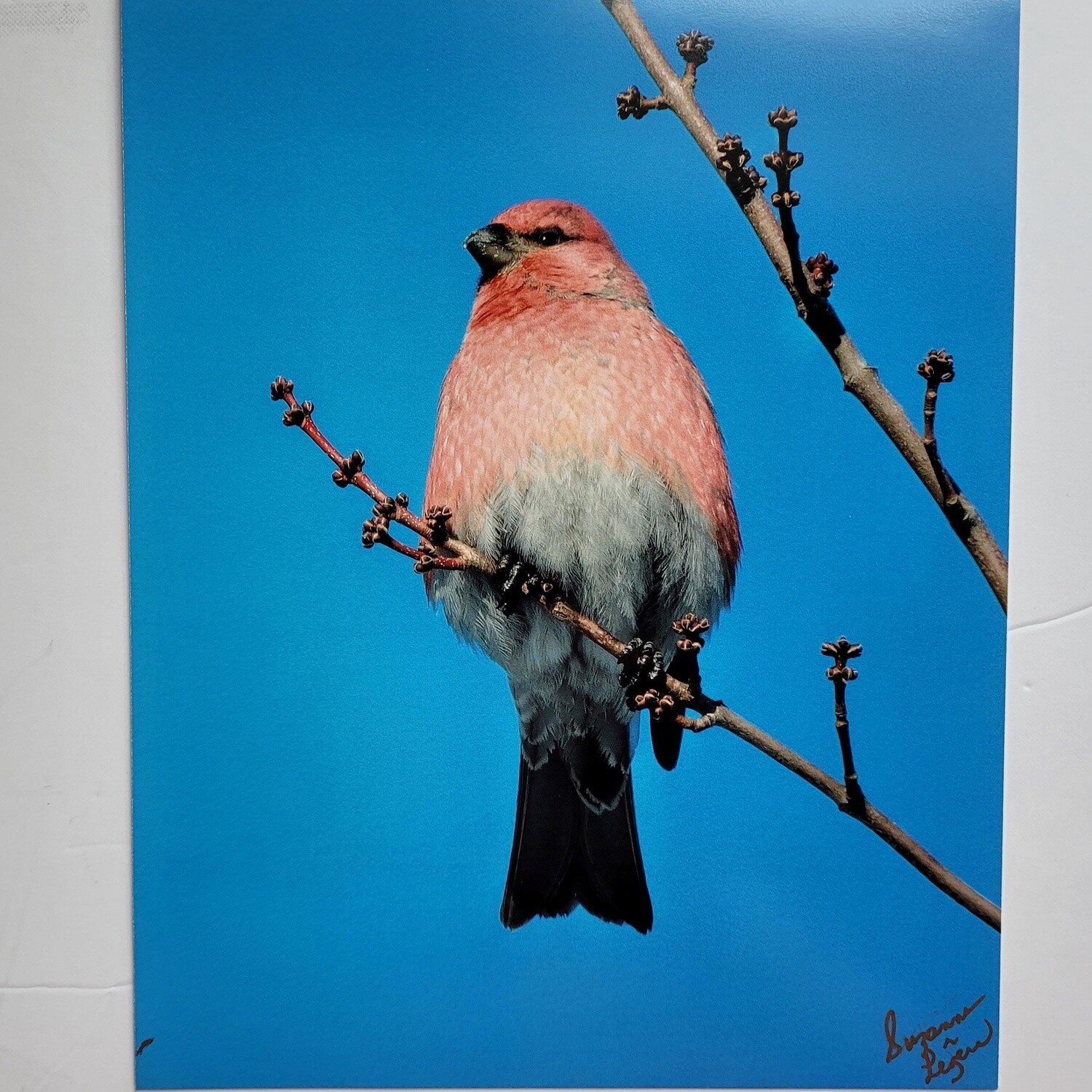 Galerie - Suzanne Légère - photos