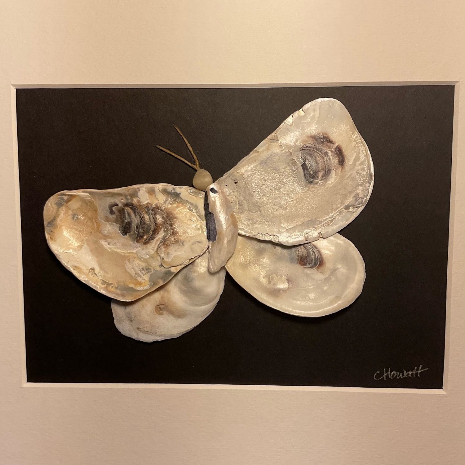 Oyster butterfly
