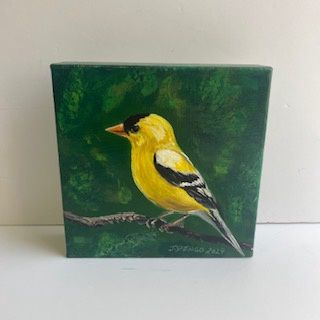 Yellow Finch