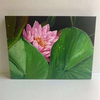 Pink Water Lily