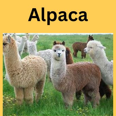 Alpaca