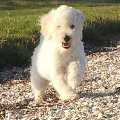 Workshop snuffelstage en denkspelletjes pups 12 weken - 6 maanden.