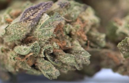 Blue Dream THCa Hemp Flower 3.5g