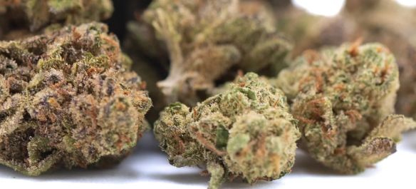 Studio 54 THCa Hemp Flower 3.5g