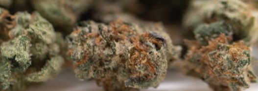 Wedding Cake Indoor THCa Flower
