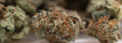 Wedding Cake Indoor THCa Flower