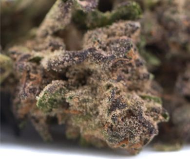 Halle Berry THCa Hemp Flower 3.5g