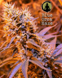 Blue Orca Haze