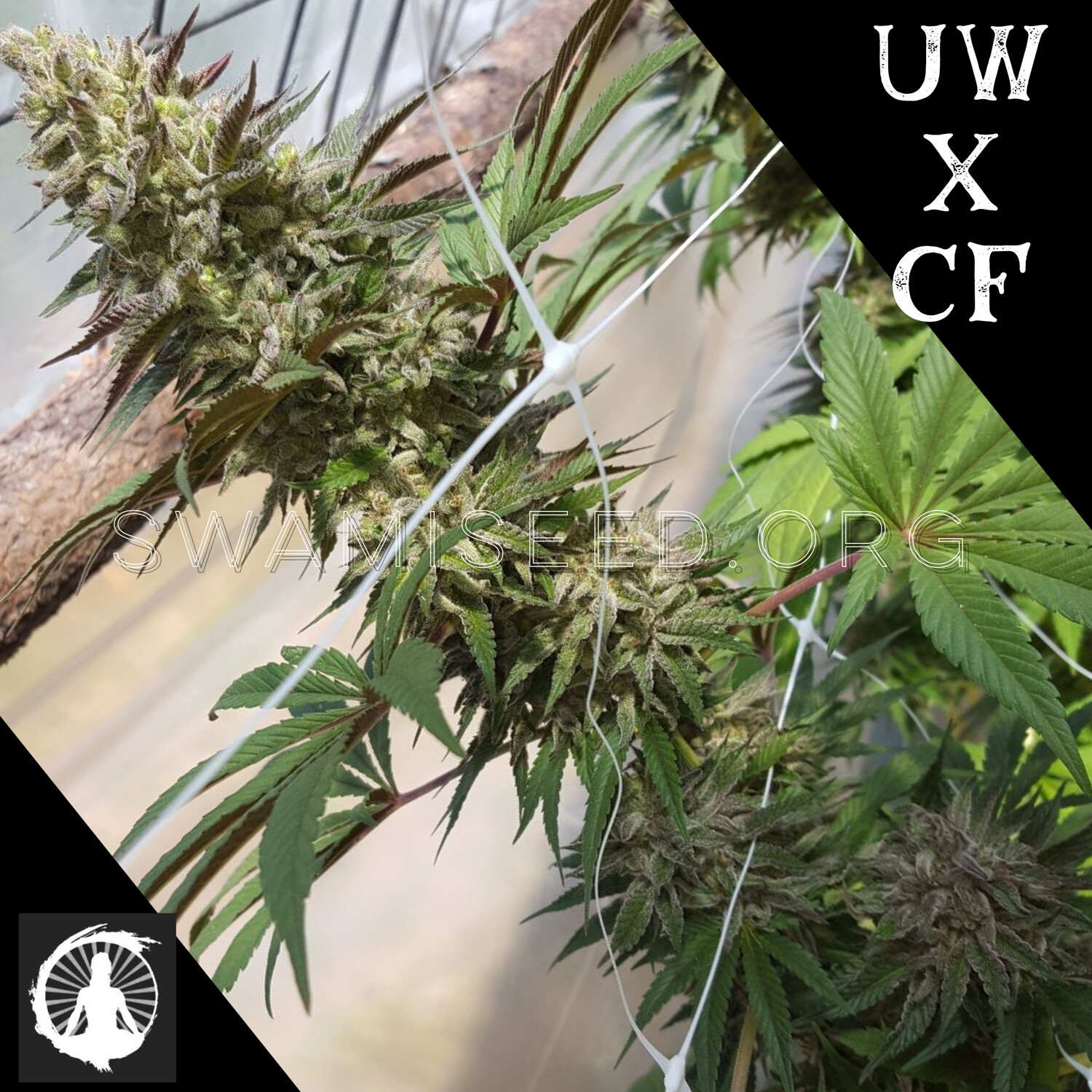 University of Washington x Cascadian Frost