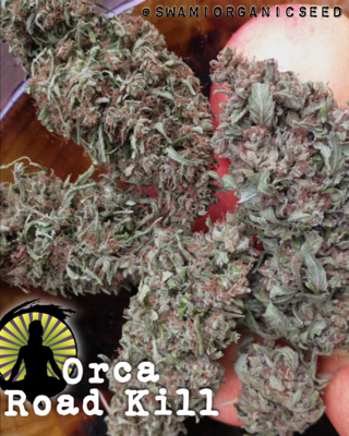 Orca Road Kill: (Blue Orca x 85 Humboldt RKS/Uruapan Mexican) x Alaska Cannabis Cache RKS