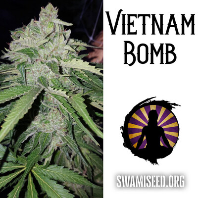 Vietnam Bomb - Blue Orca/(Vietnam Black x The One/Panama) x Talk of Kabul/Vietnam Black