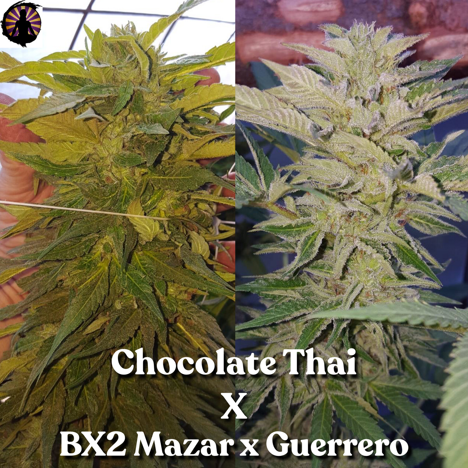 Chocolate Thai x Bx2 Mazar/Guerrero