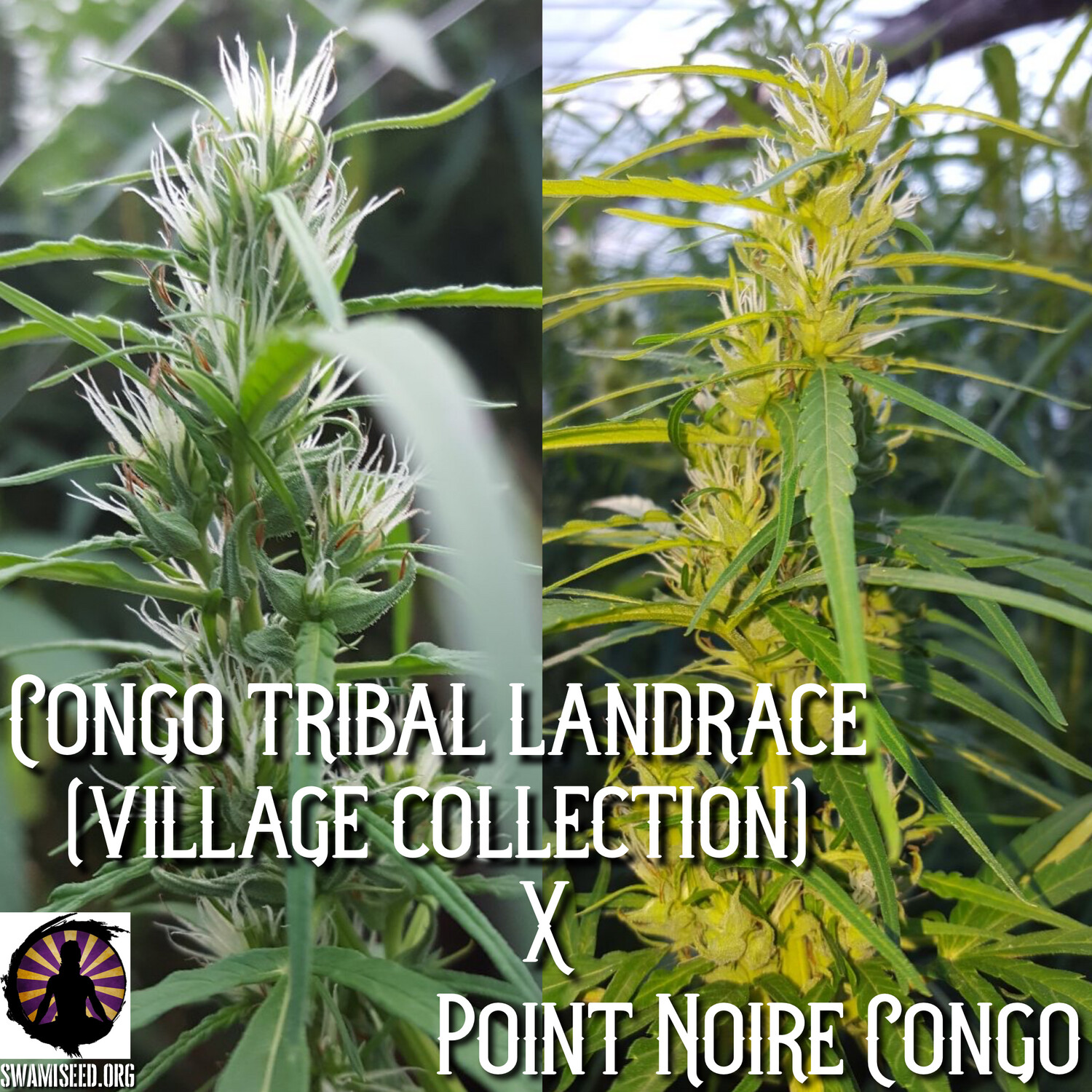 Congo x Point Noire Congo