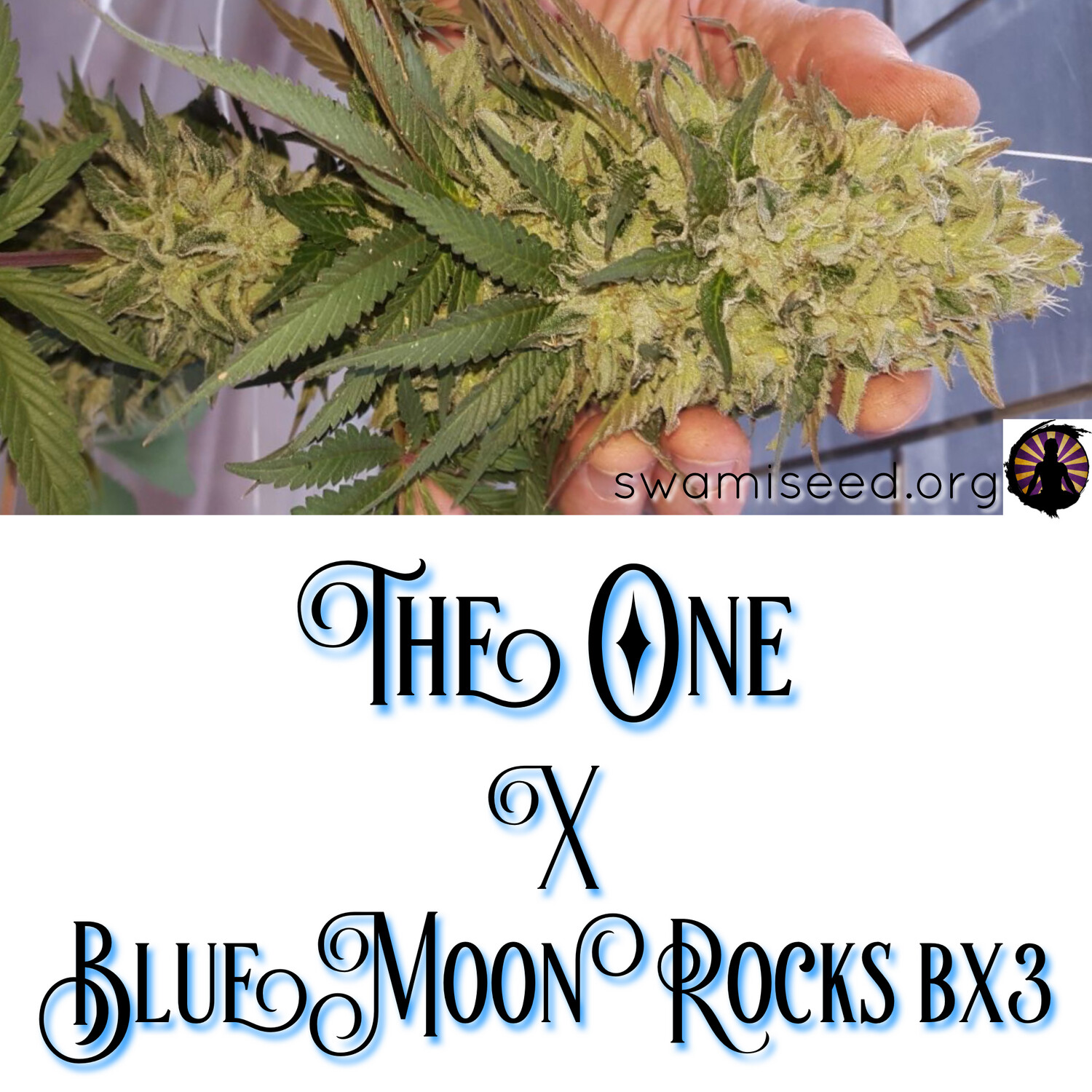 The One x Blue Moon Rocks Bx3