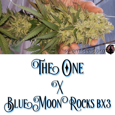 The One x Blue Moon Rocks Bx3