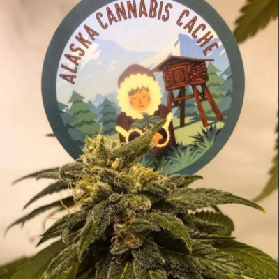 Alaska Cannabis Cache RKS breeder pack f2