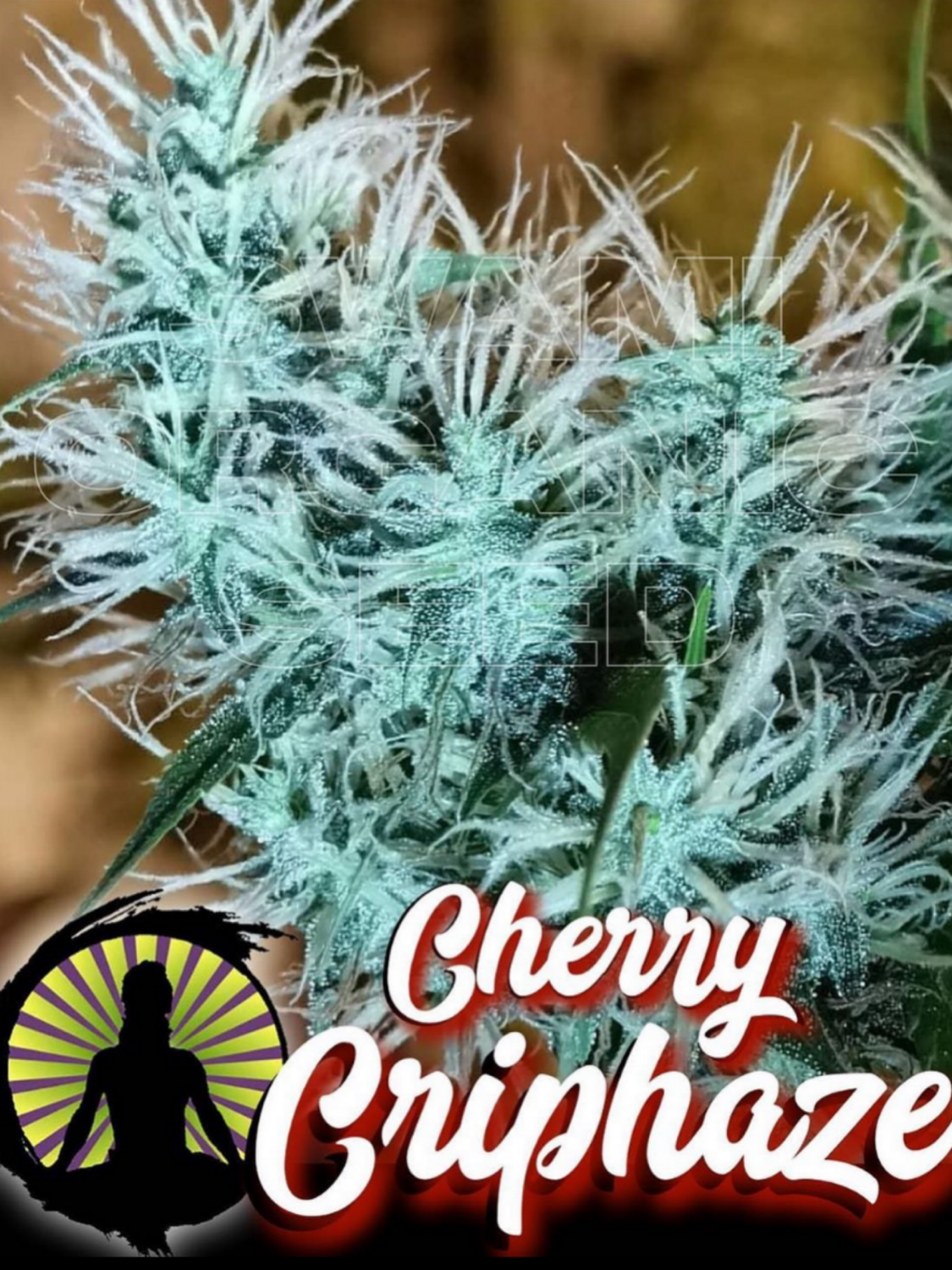 Crippler/Outback Haze x Cherry Bomb
