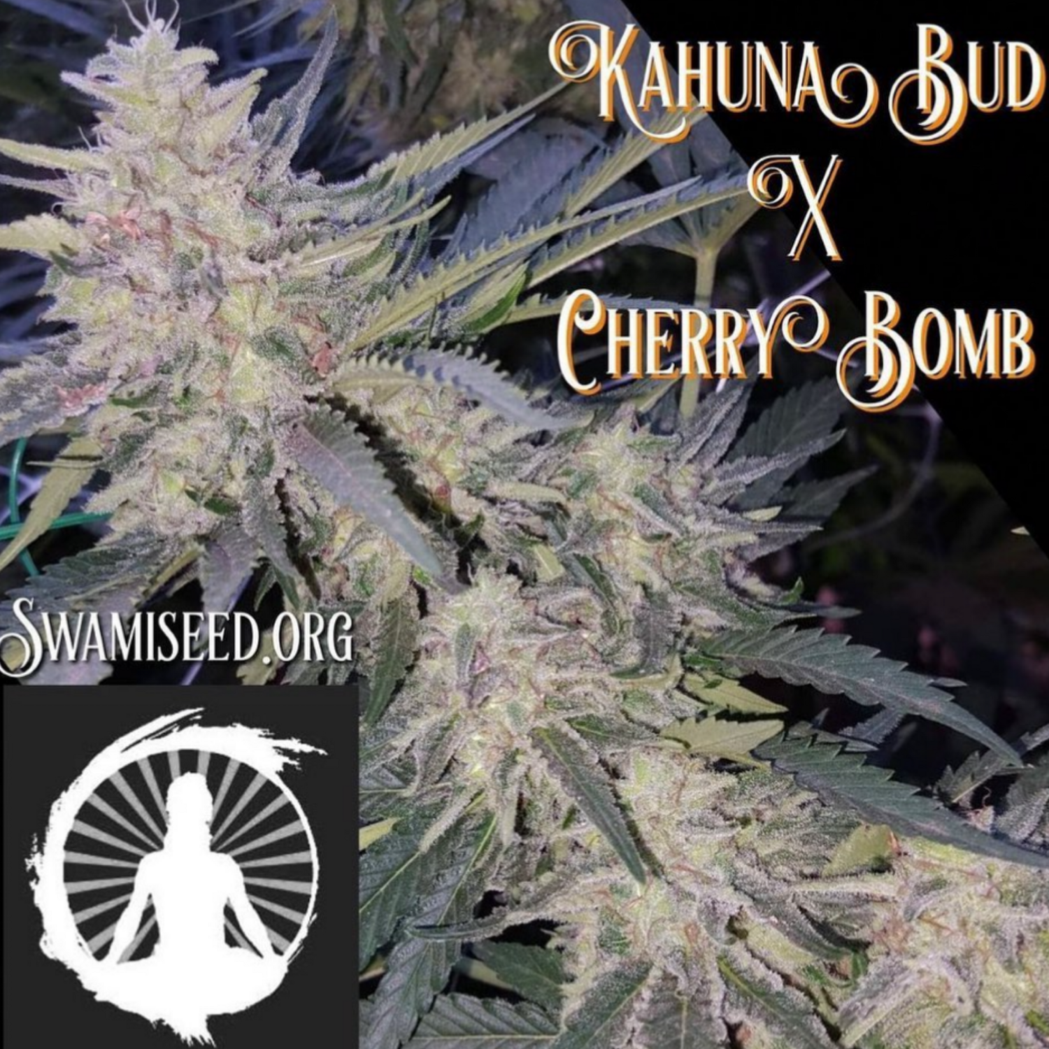 Kahuna Bud x Cherry Bomb