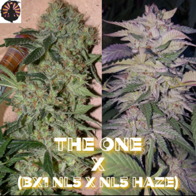 The One x 88NL5/Hz