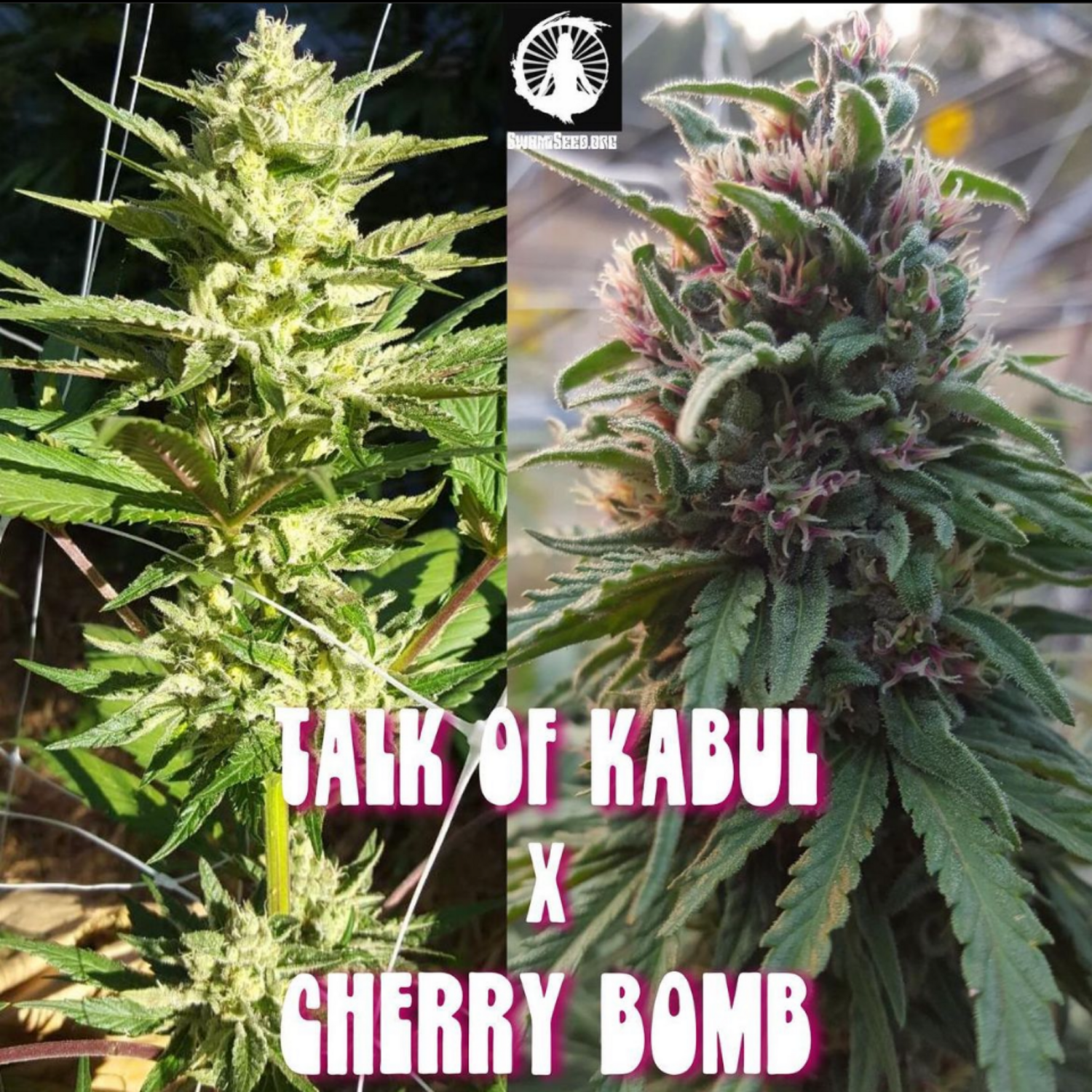 Talk of Kabul x Cherry Bomb '79 Maui Wowie