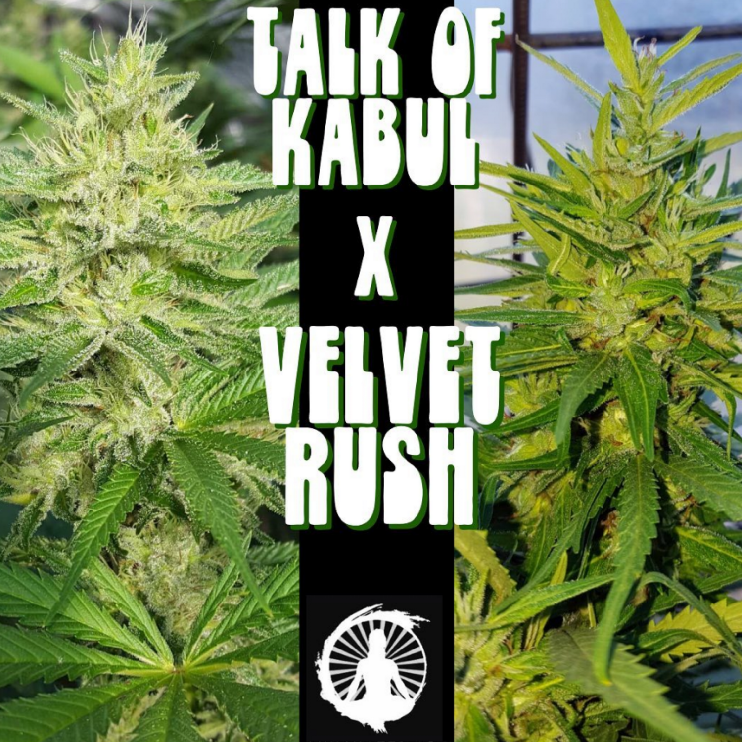 Talk of Kabul x Velvet Rush (Kabul x Kabul/Highland Blue Thai)