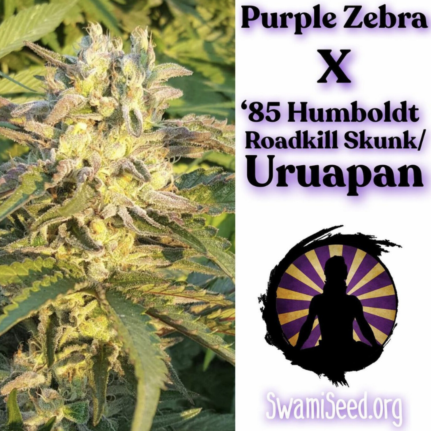 Purple Zebra x 85 Humboldt Roadkill Skunk/Uruapan F2