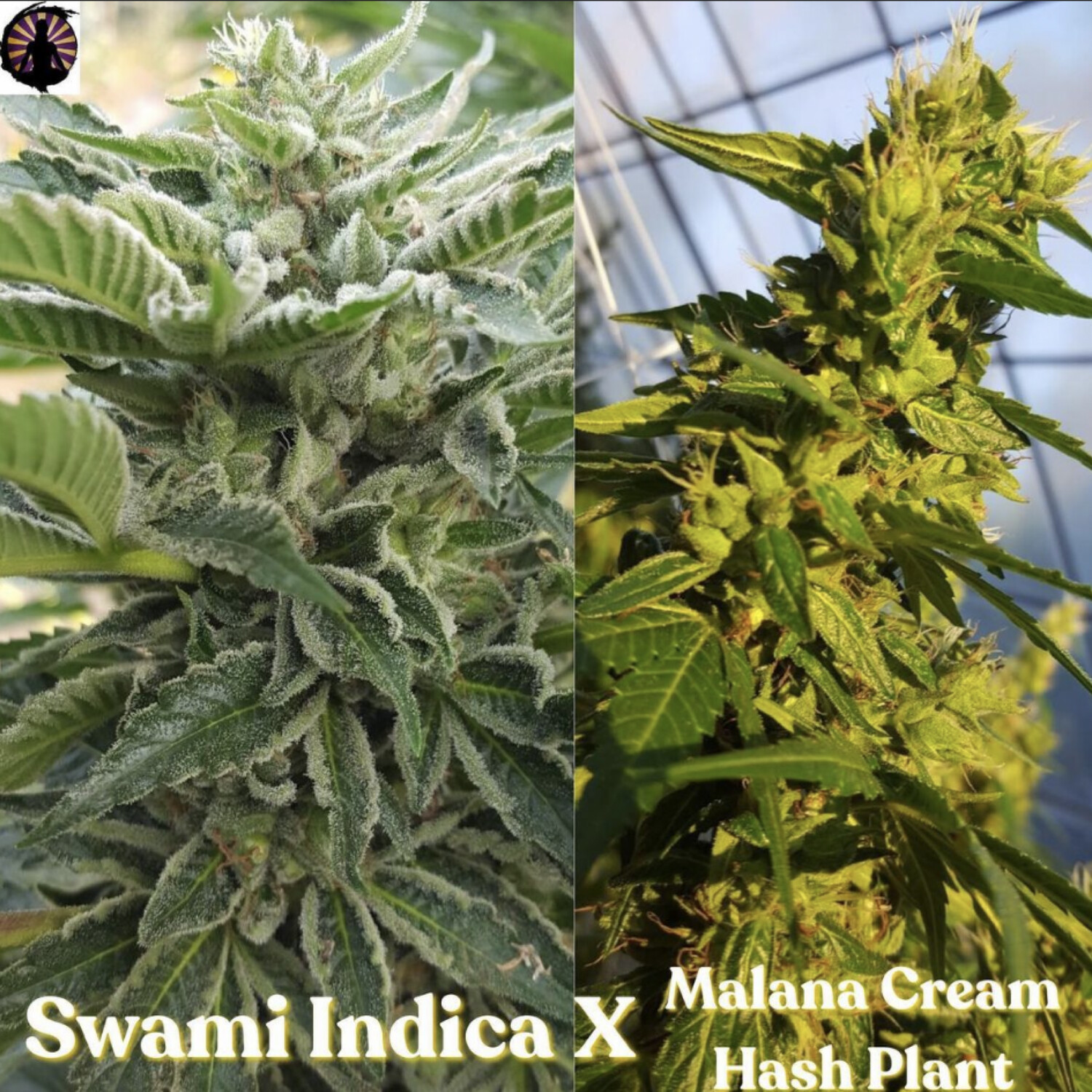 Swami Indica x Malana Cream Hash Plant