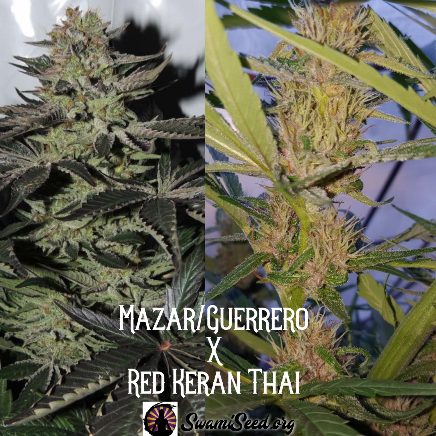 Mazar/Guerrero x Red Thai
