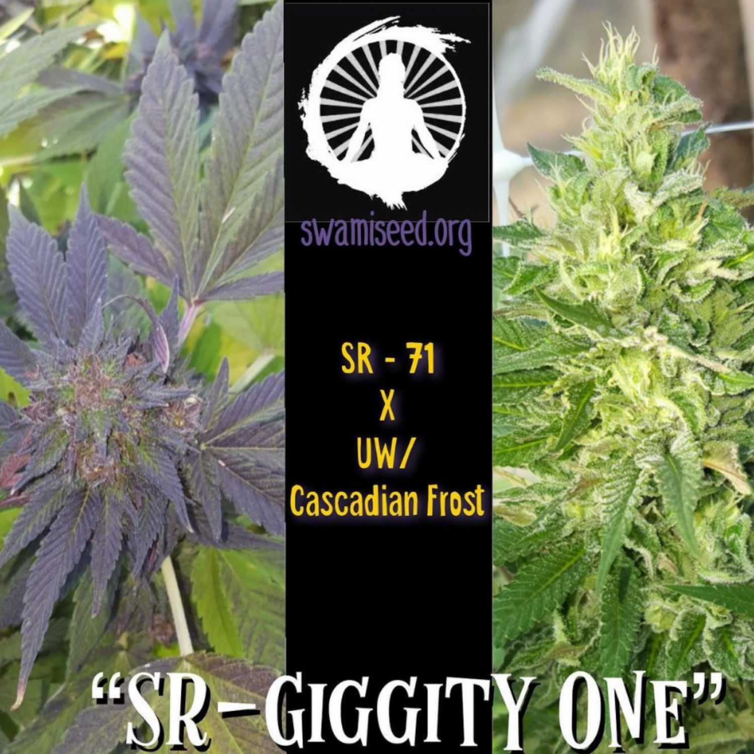 SR-Giggity One----------SR-71 x University Washington/Cascadian Frost