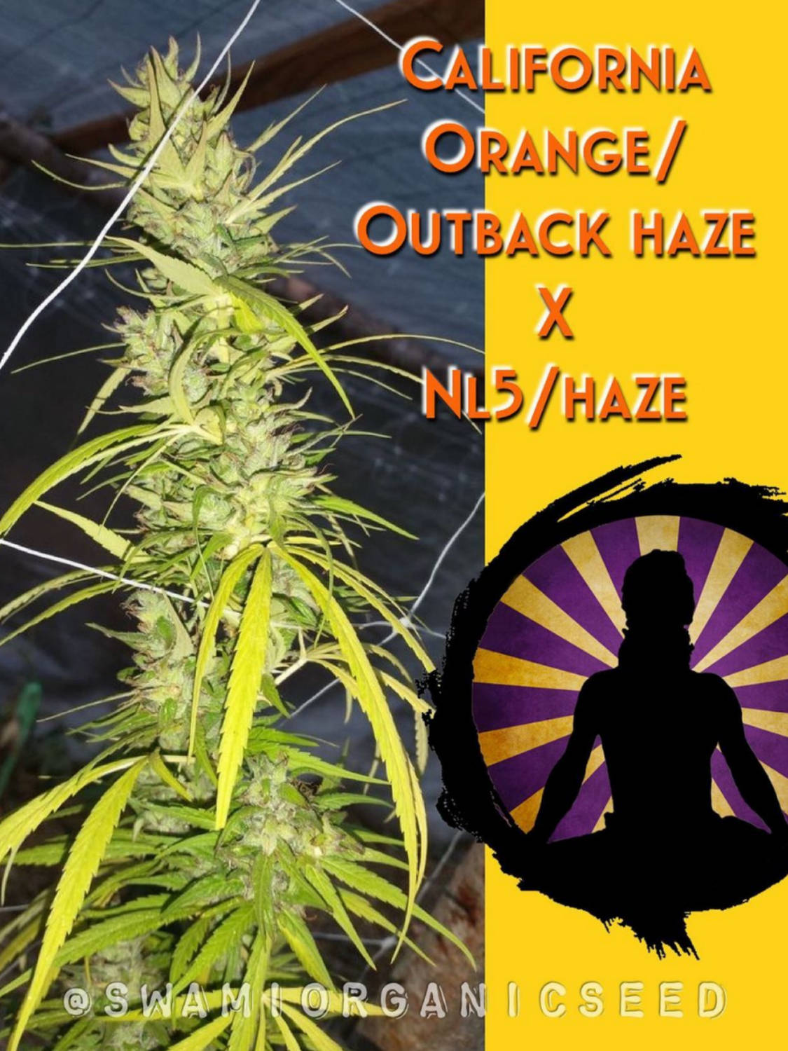 Cali Orange/Outback Haze x NL5/haze