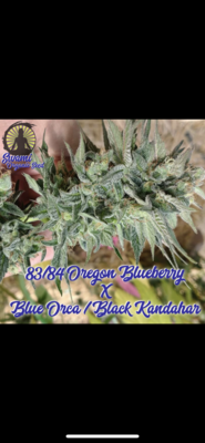 1983 Blueberry x Blue Orca/Black Kandahar