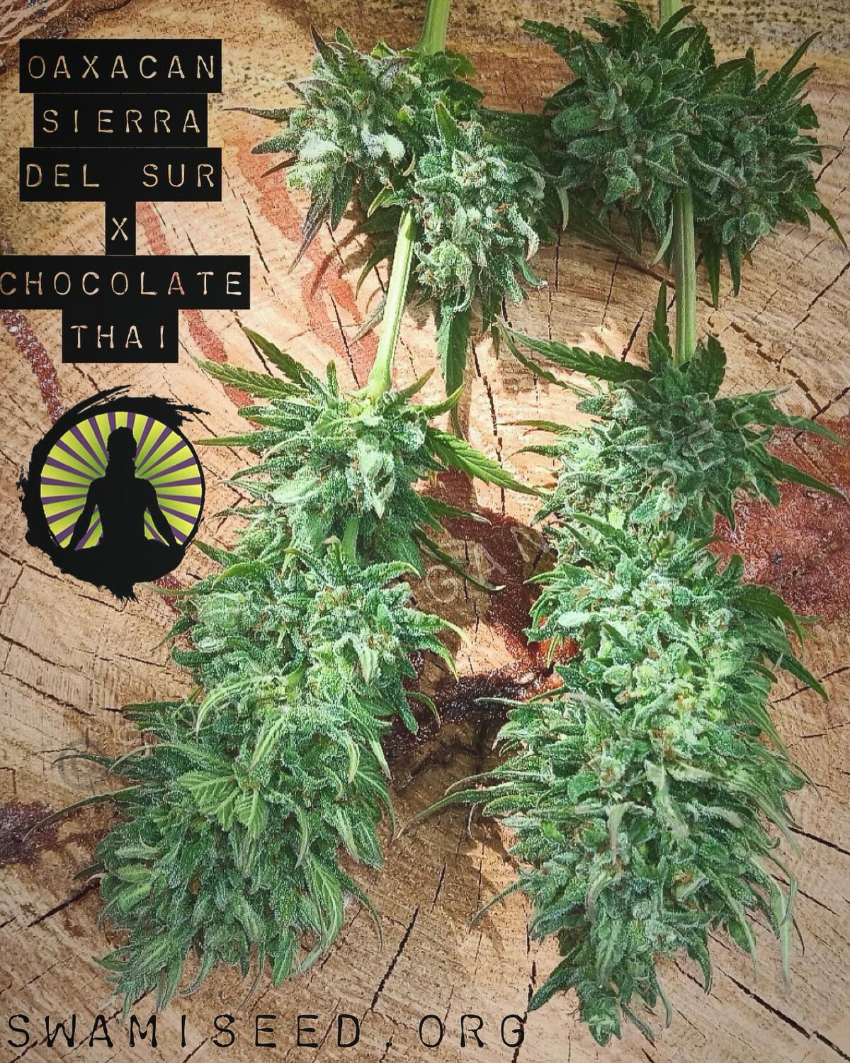 Oaxacan Sierra del Sur x Chocolate Thai F2