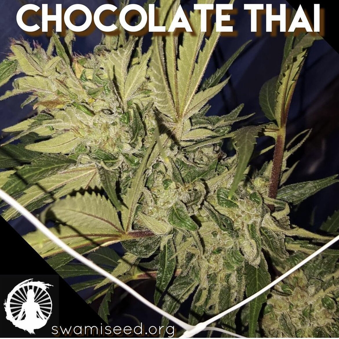 Chocolate Thai IBL