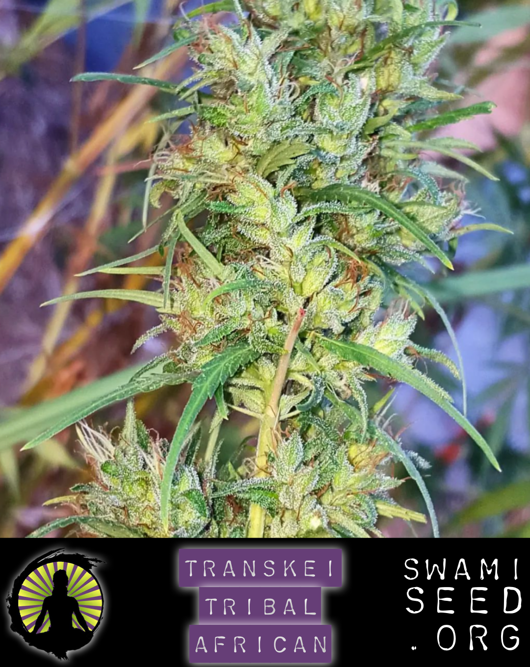 Transkei/Borks x BoEL Oaxacan/Cherry Bomb