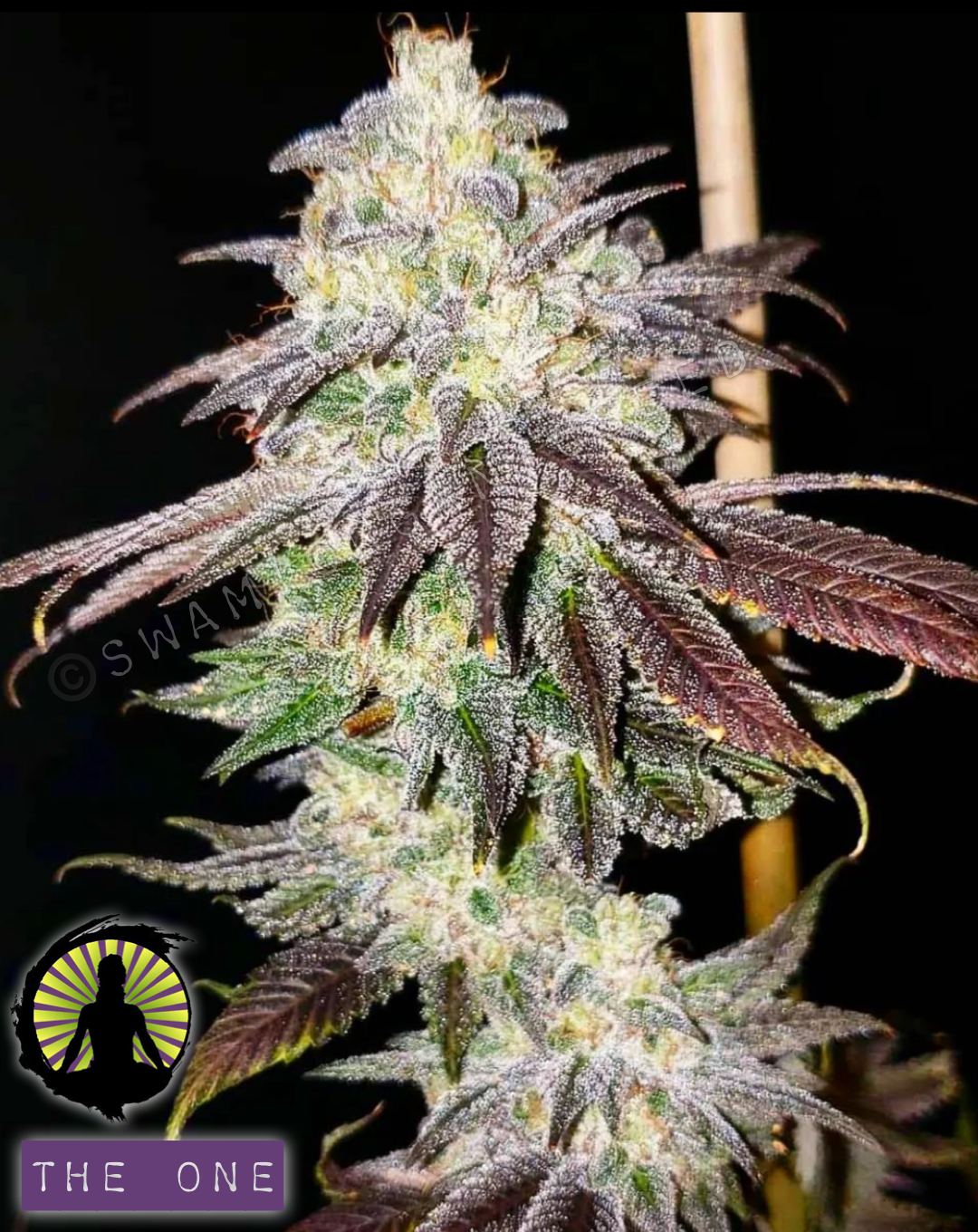 The One x Chocolate Thai
