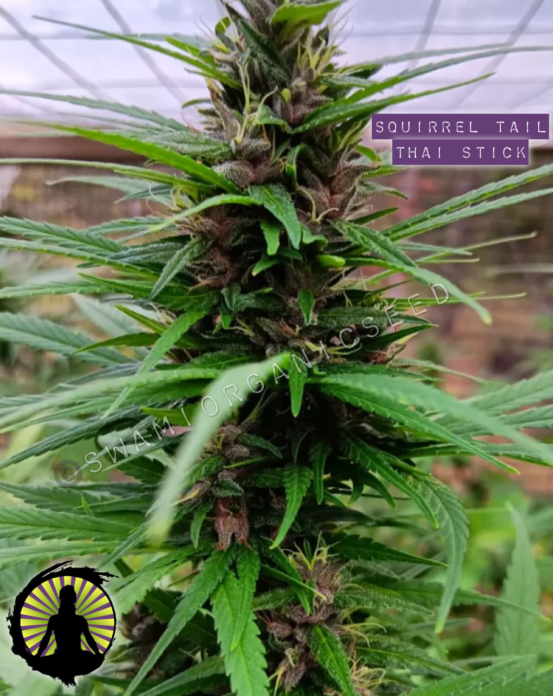 Squirrel Tail Thai Stick x Chocolate Thai