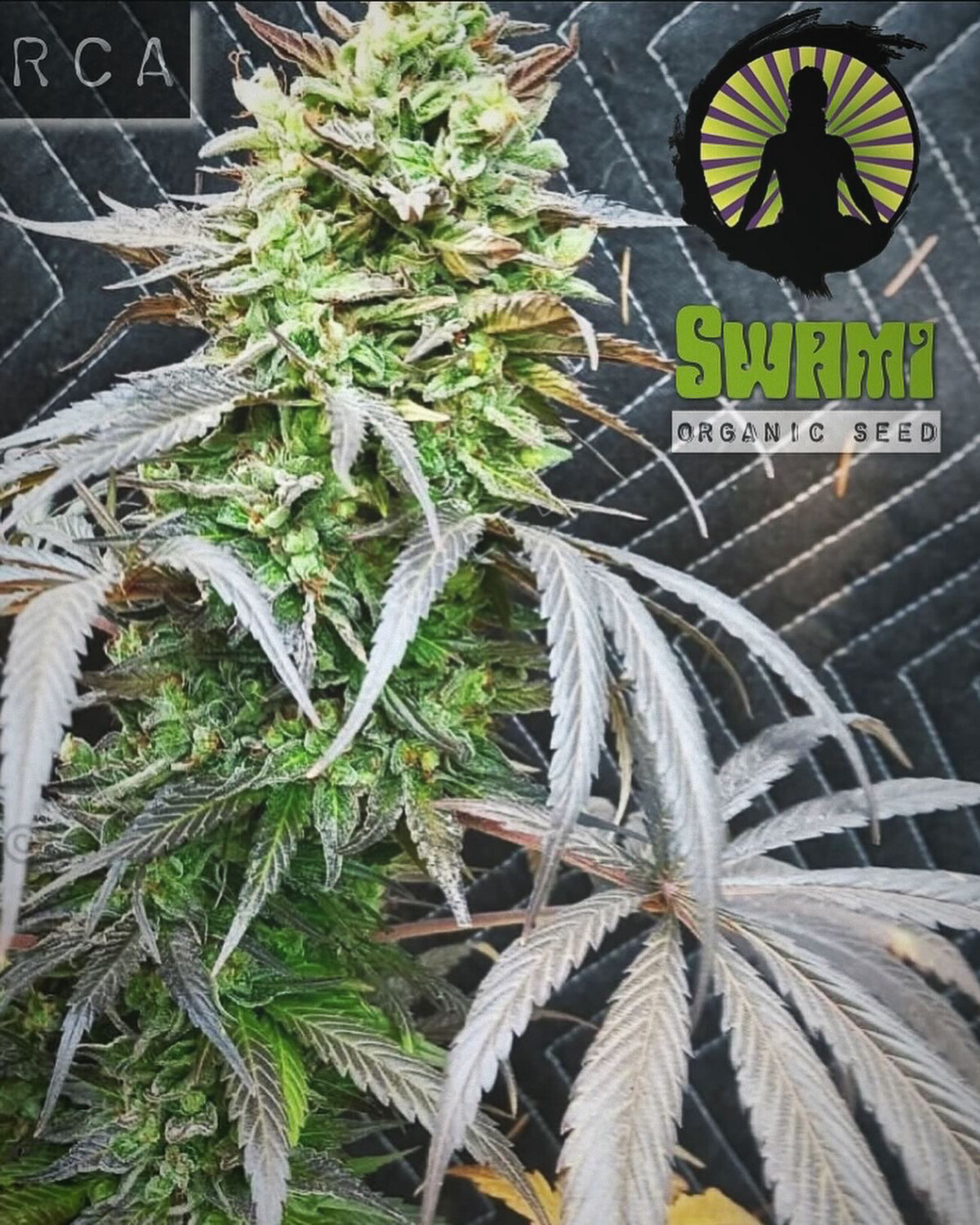 Purple Kush x Black Orca 2