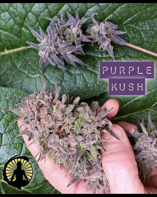 Purple Kush x Deep Chunk/Turkish Gummy