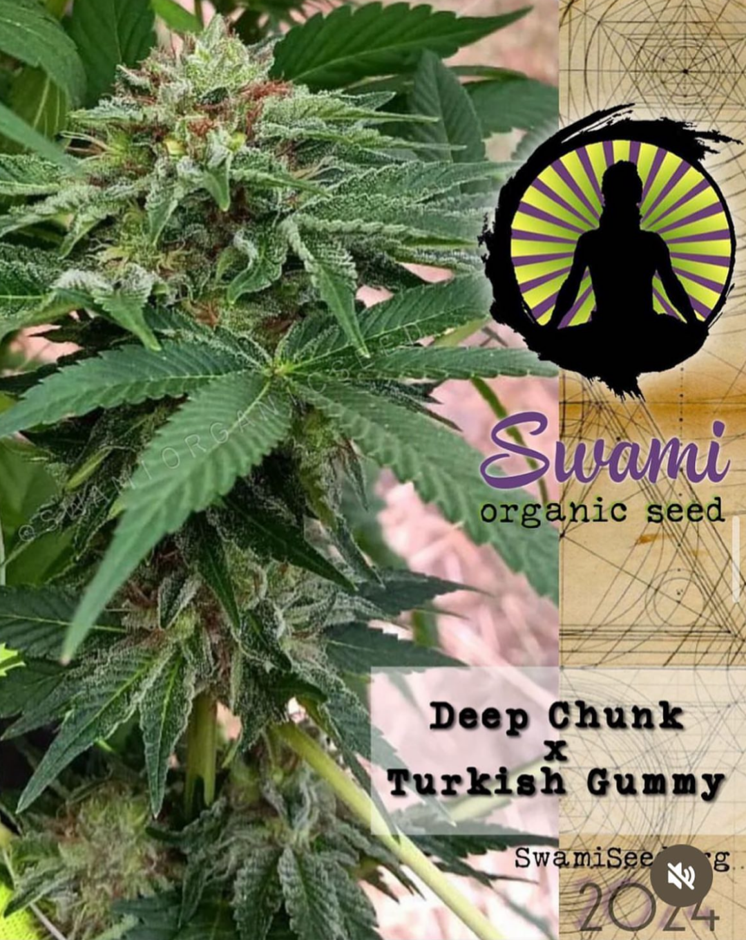 Oaxacan Sierra del Sur/Chocolate Thai x Deep Chunk/Turkish Gummy