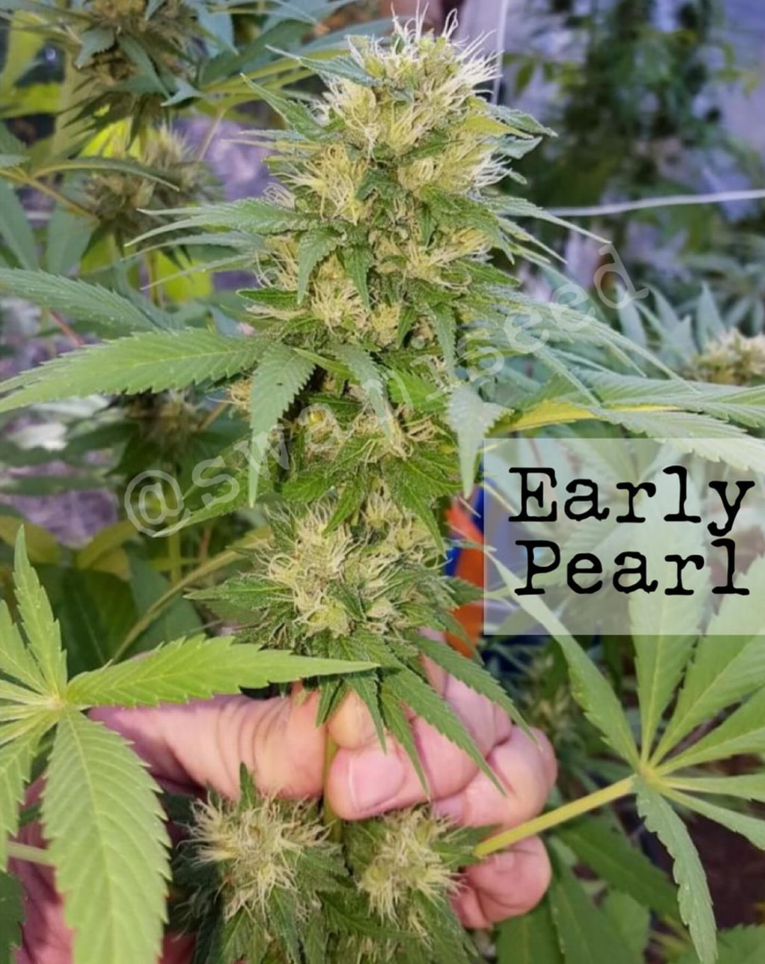 Early Pearl x Punto Rojo/Black Escobar Colombian