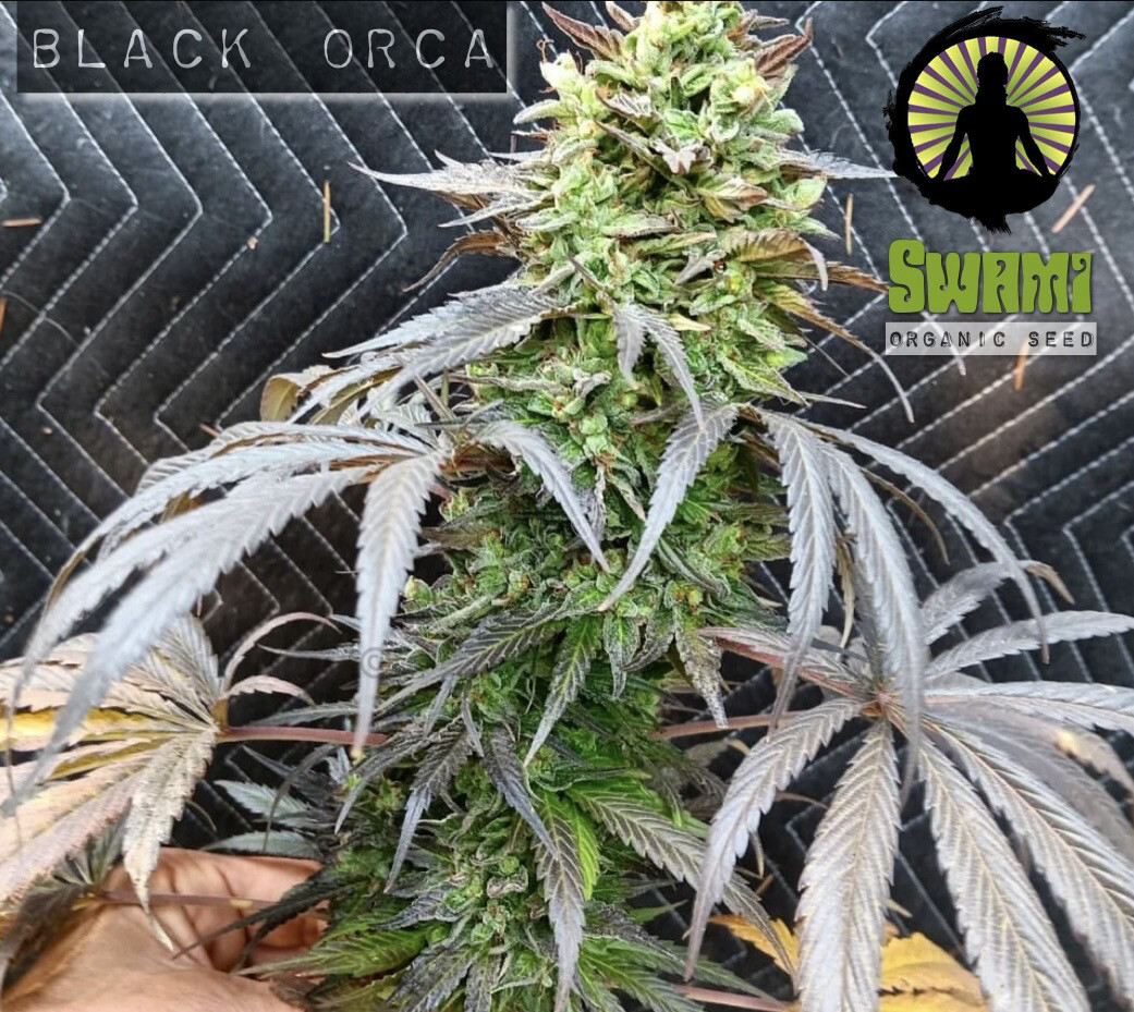 Black Orca bx2