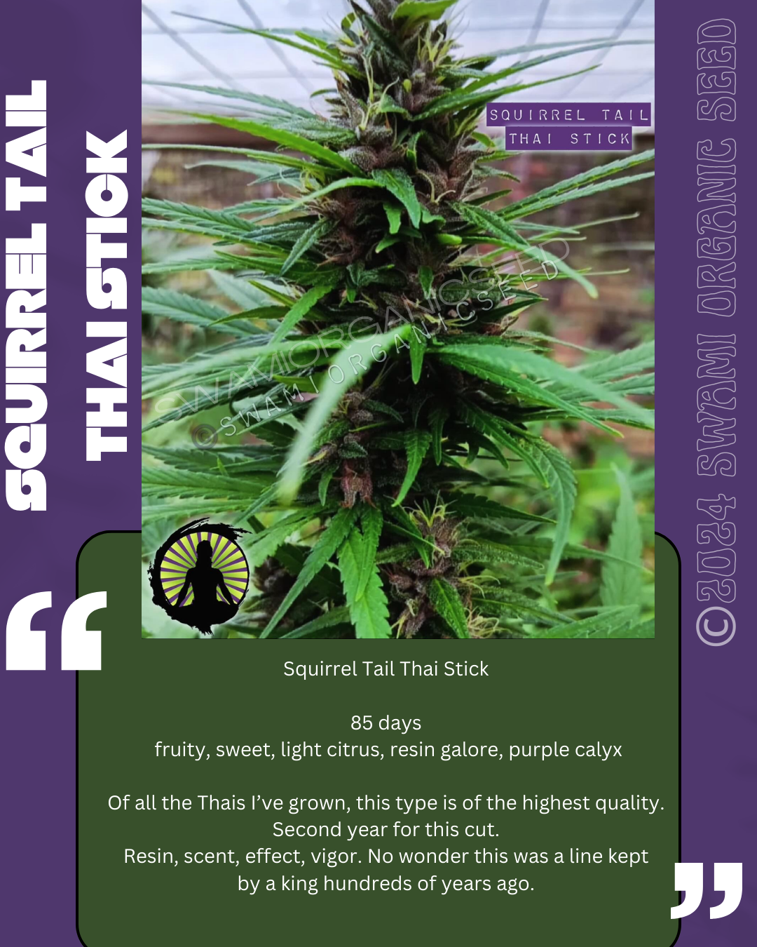 Squirrel Tail Thai Stick clone