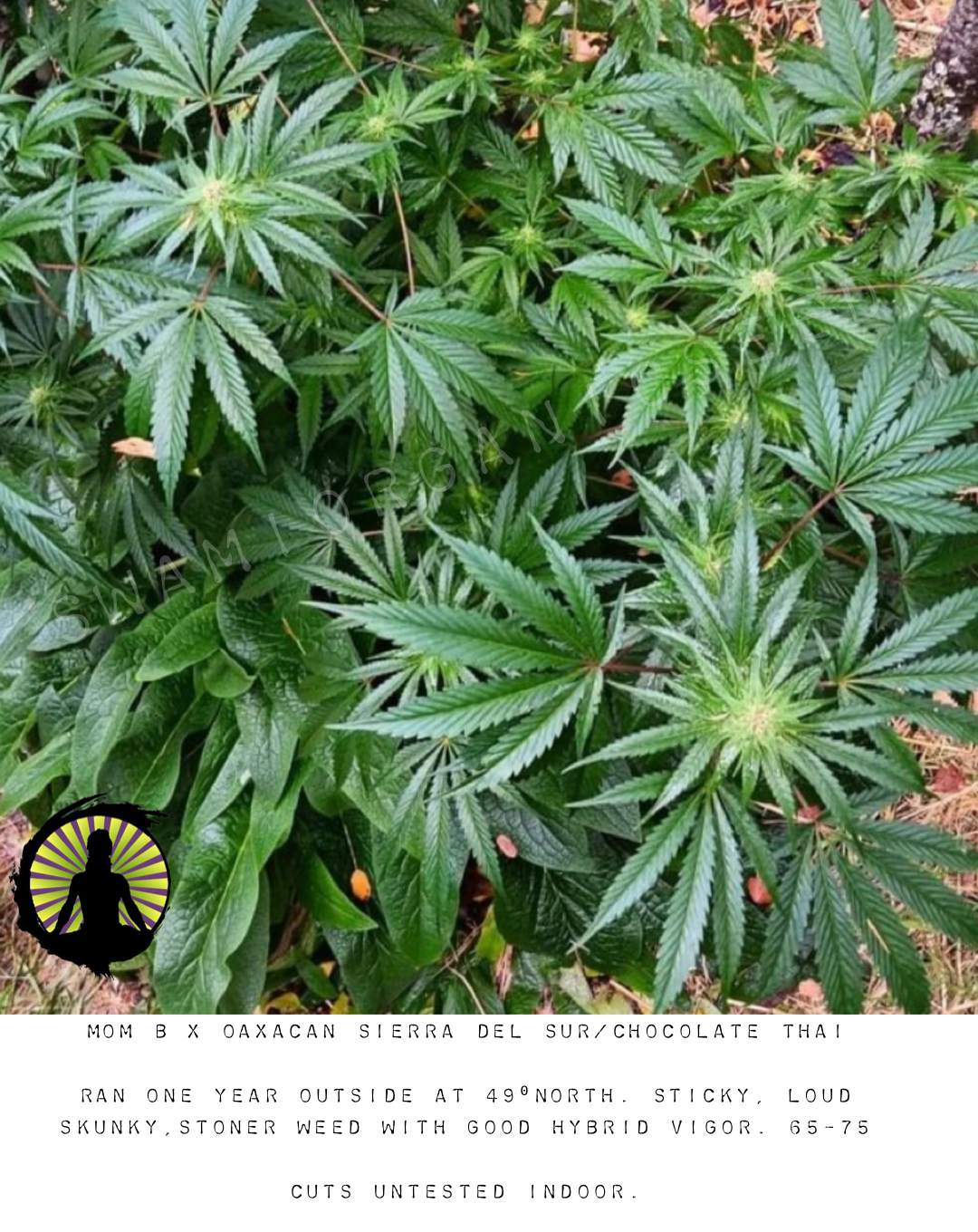 MOM B X Oaxacan Sierra del Sur/Chocolate Thai F2 clone 