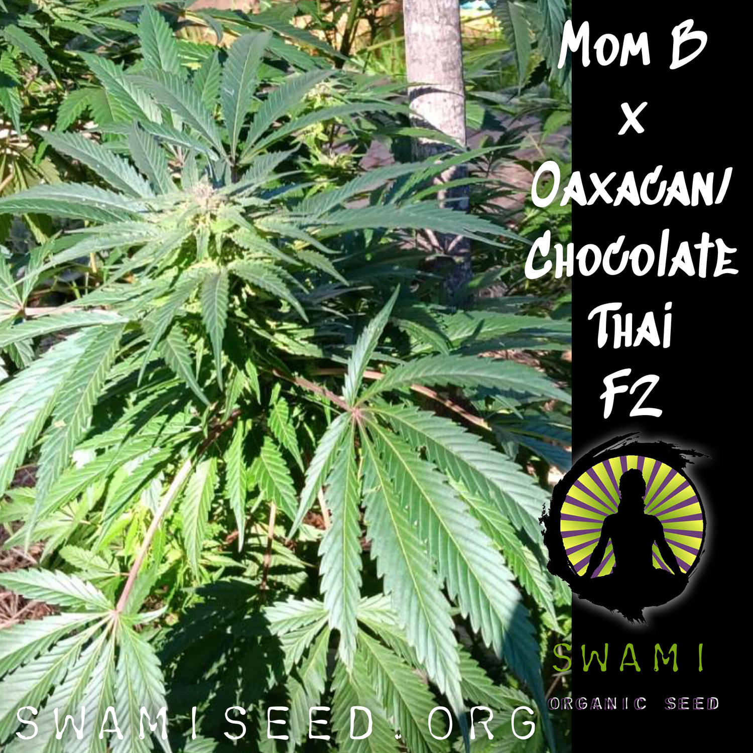 Mom B x Oaxacan/Chocolate Thai F2