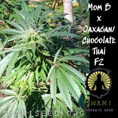 Mom B x Oaxacan/Chocolate Thai F2