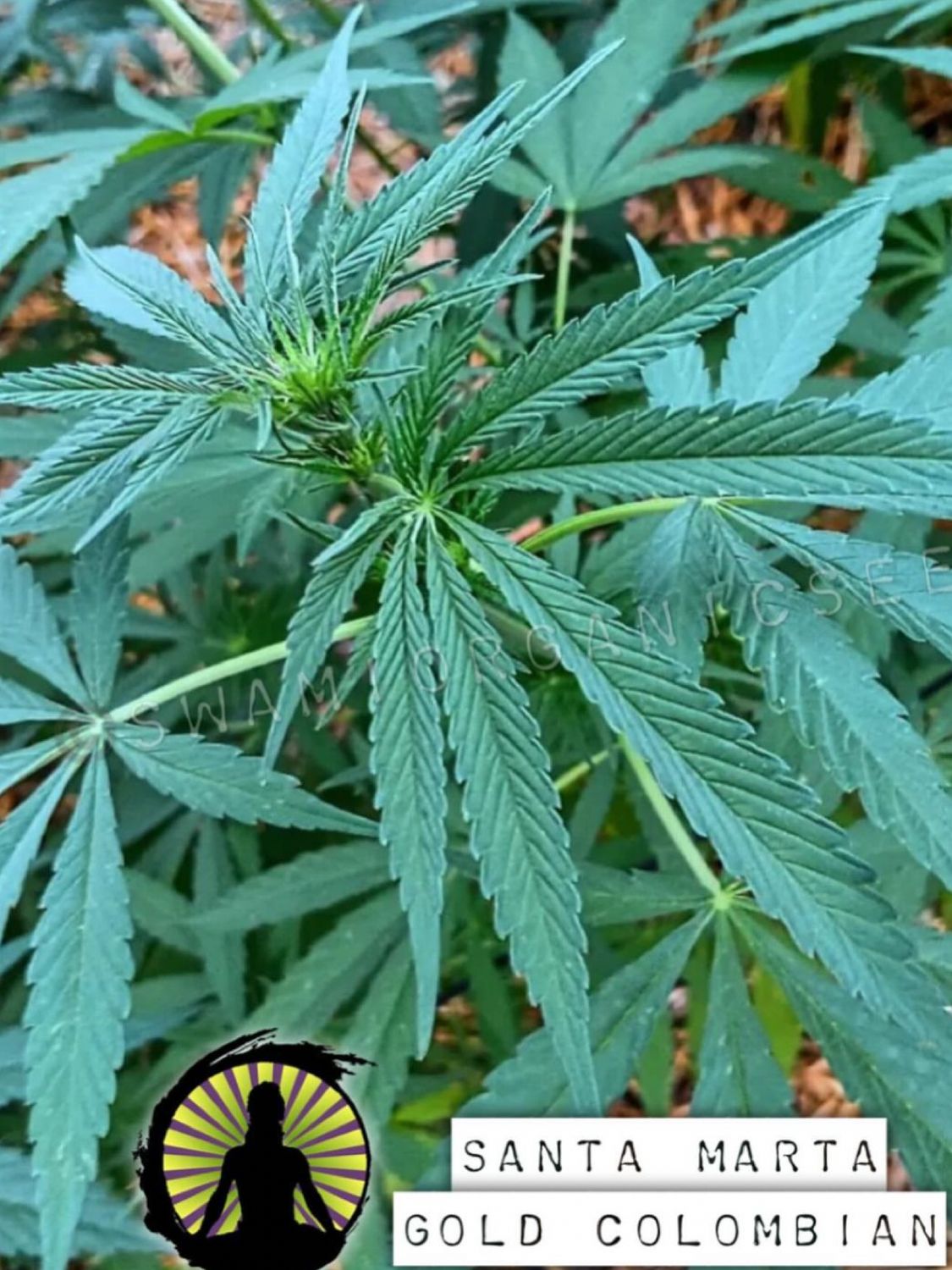 Santa Marta Gold Colombian